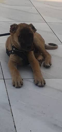 Kangal Shepherd Dog - Blood Line of Sarbishera Turkistan