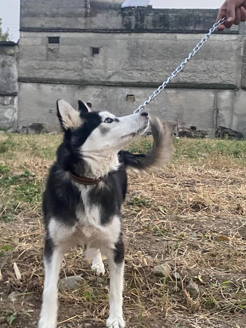 Siberian Husky / labrador dog / german shepherd / GSD / Husky Female 2