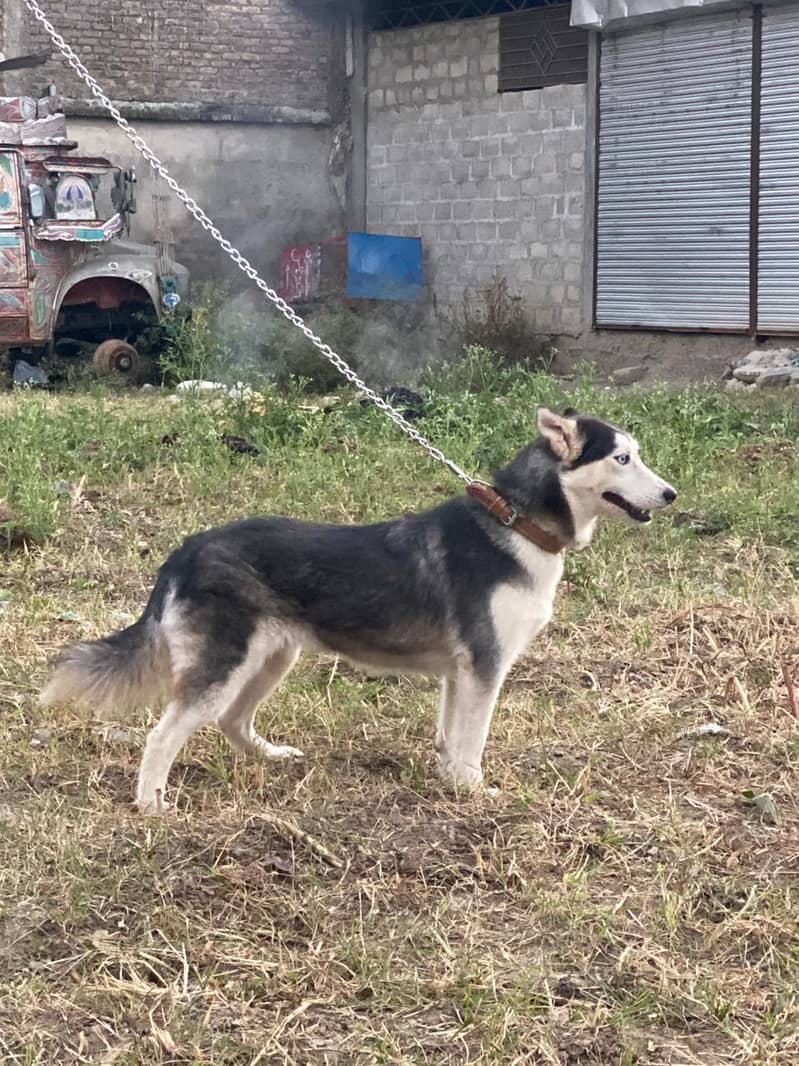 Siberian Husky / labrador dog / german shepherd / GSD / Husky Female 6