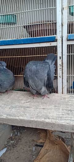 modran baredar pair for sale