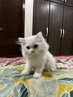 age 63 days , Persian male cat