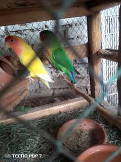 piar love birds nail tail flying All ok