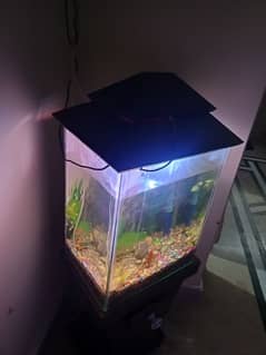 complete aquarium set with stand and hood