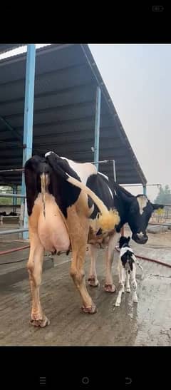 Friesian Cow | Holstein | Jersey | Cross breads | Cow  03457901580 0