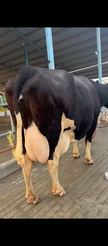 Friesian Cow | Holstein | Jersey | Cross breads | Cow  03457901580 4