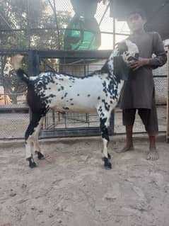 Makhi chene bakre aur bakri