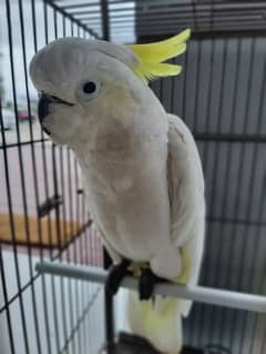 Medium sulphur-crested cockatoo for sale