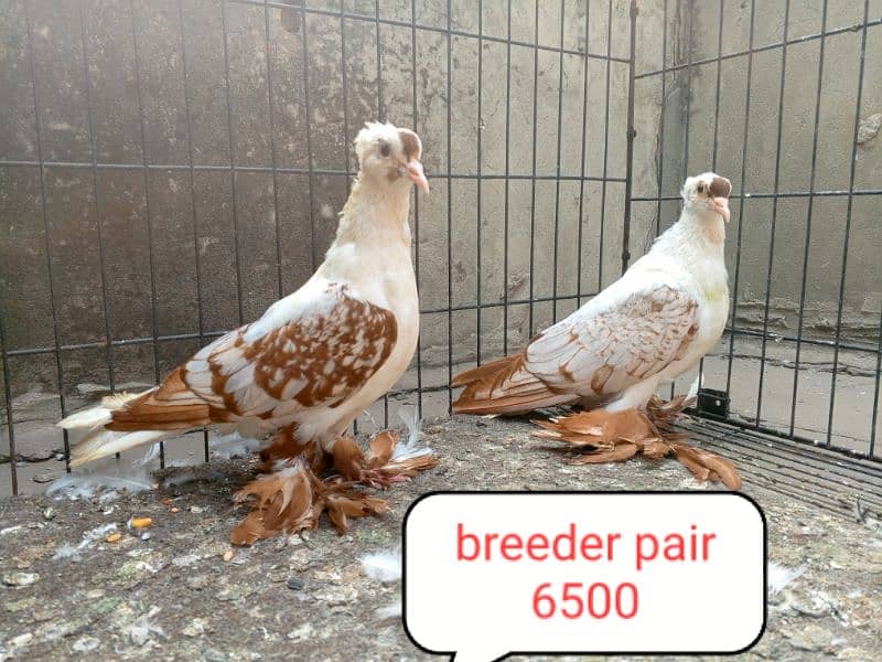 fancy pigeon | kabutar| Jacobin|  frillback saddle | amarican fantail| 13