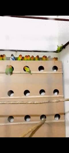 Lovebirds breeder pairs for sale all are healthy and active