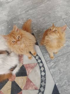 pair of 2 Cats male and female triple coat