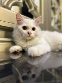 Persian cat vaccination ke liye for urgent sale 0348/4580/261