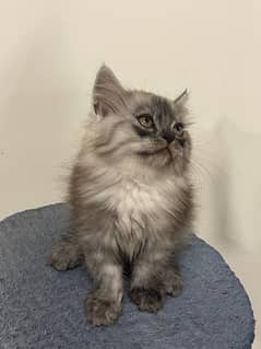 Gray male kitten for sale