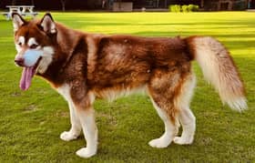 Alaskan malamute husky Male Breeder