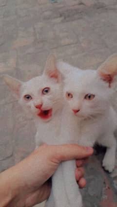 persion Cats pair for urgent sale