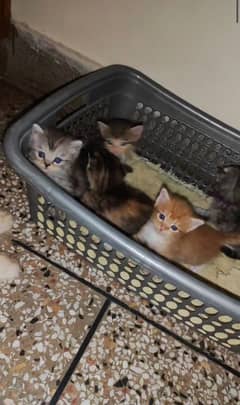 kittens