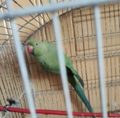 Green ringneck female