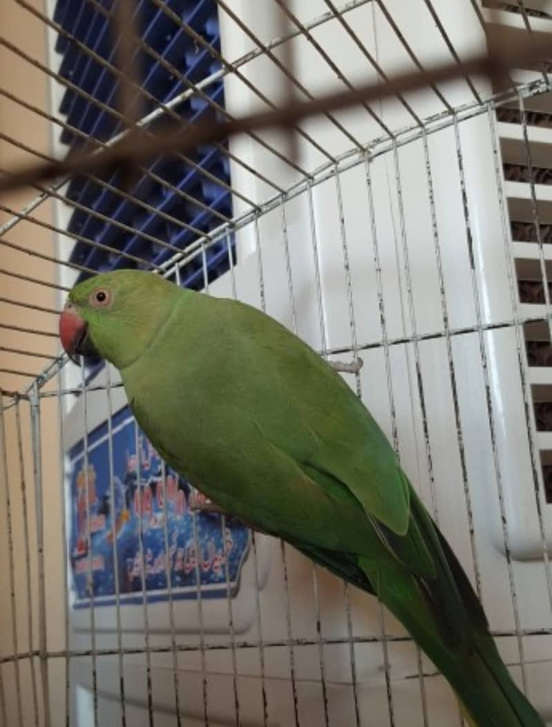 Green ringneck female 1