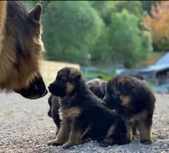 German Shepherd puppy| Long Coat puppies | Dog For Sale | GSD