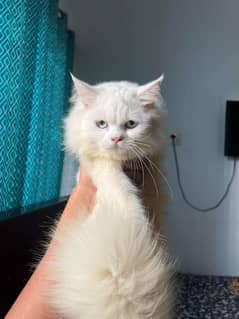 Persian cat vaccination ke liye for urgent sale 0348/4580/261