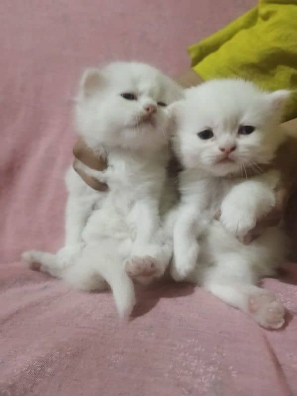 persian kittens triple coated 0