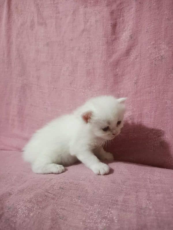 persian kittens triple coated 5