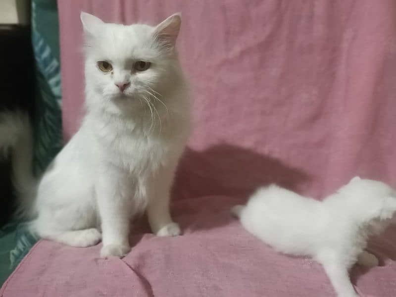 persian kittens triple coated 7