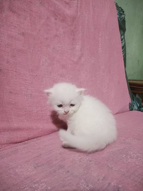 persian kittens triple coated 8