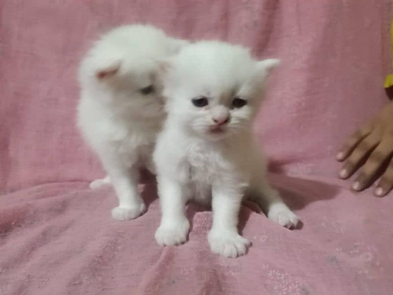 persian kittens triple coated 1