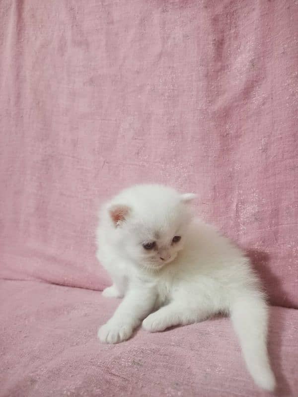 persian kittens triple coated 10