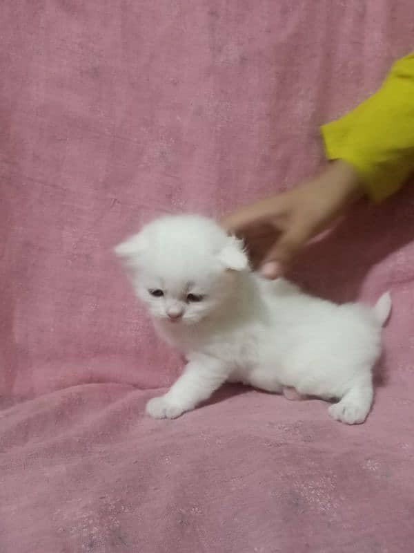 persian kittens triple coated 11