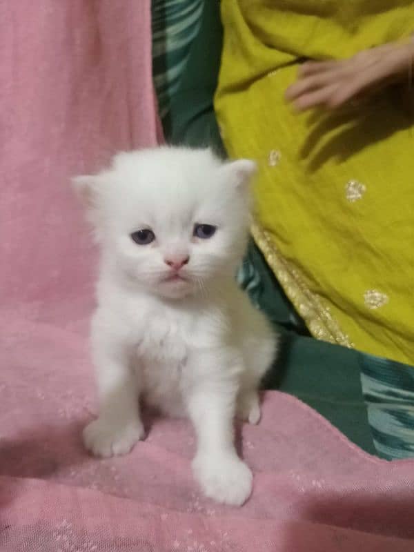 persian kittens triple coated 4