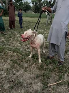 male female Dogo Argentino and Pitbull Cross Breed 03009412515