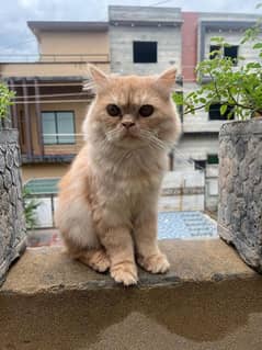 Persian Cats pair for sale