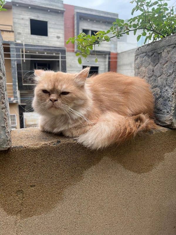 Persian Cats pair for sale 1