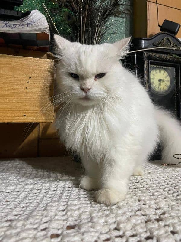 Persian Cats pair for sale 5