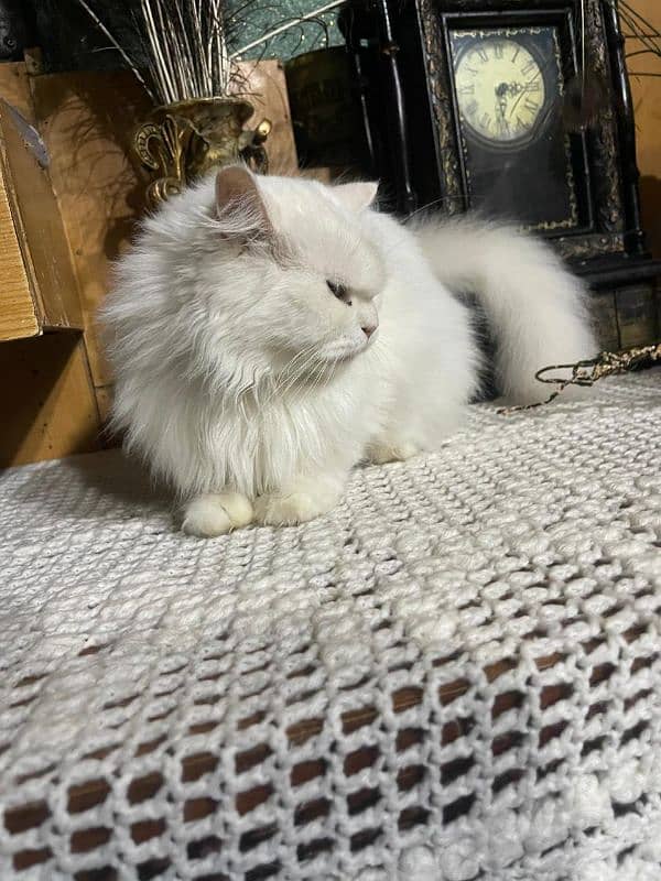 Persian Cats pair for sale 6