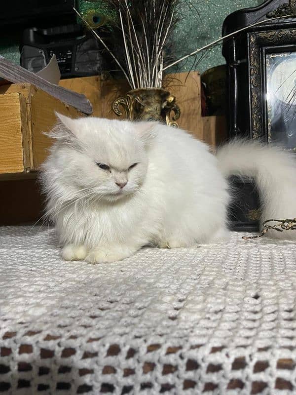 Persian Cats pair for sale 7