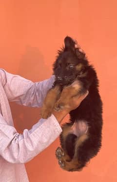 German shepherd longcoat female pup