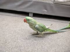 8 Months Baby Parrot talking