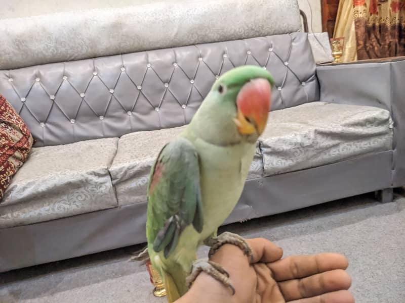 8 Months Baby Parrot talking 2