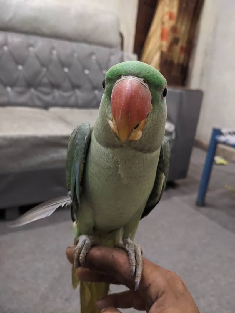 8 Months Baby Parrot talking 3