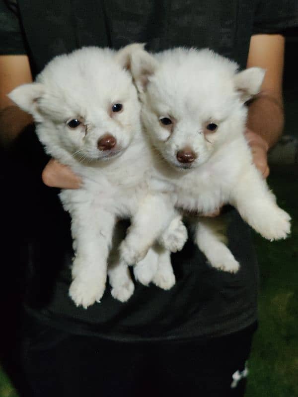 Russian females pups for sale 0