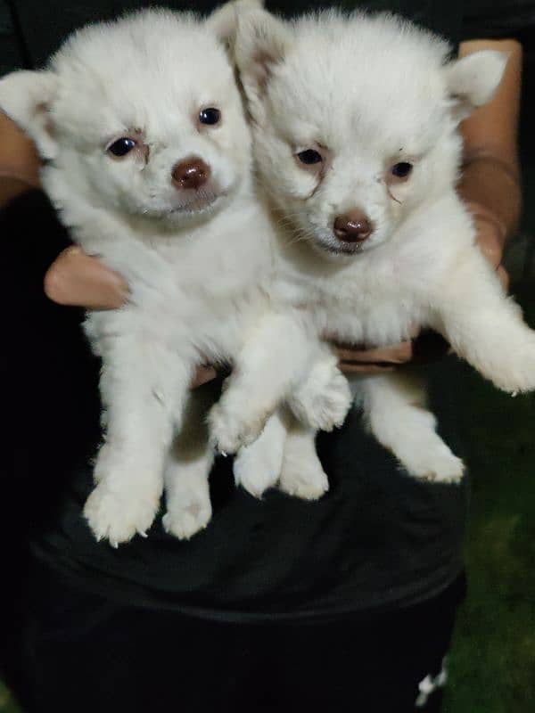 Russian females pups for sale 3