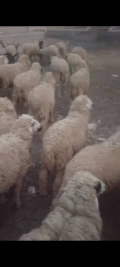 Male Sheeps for Sale 0