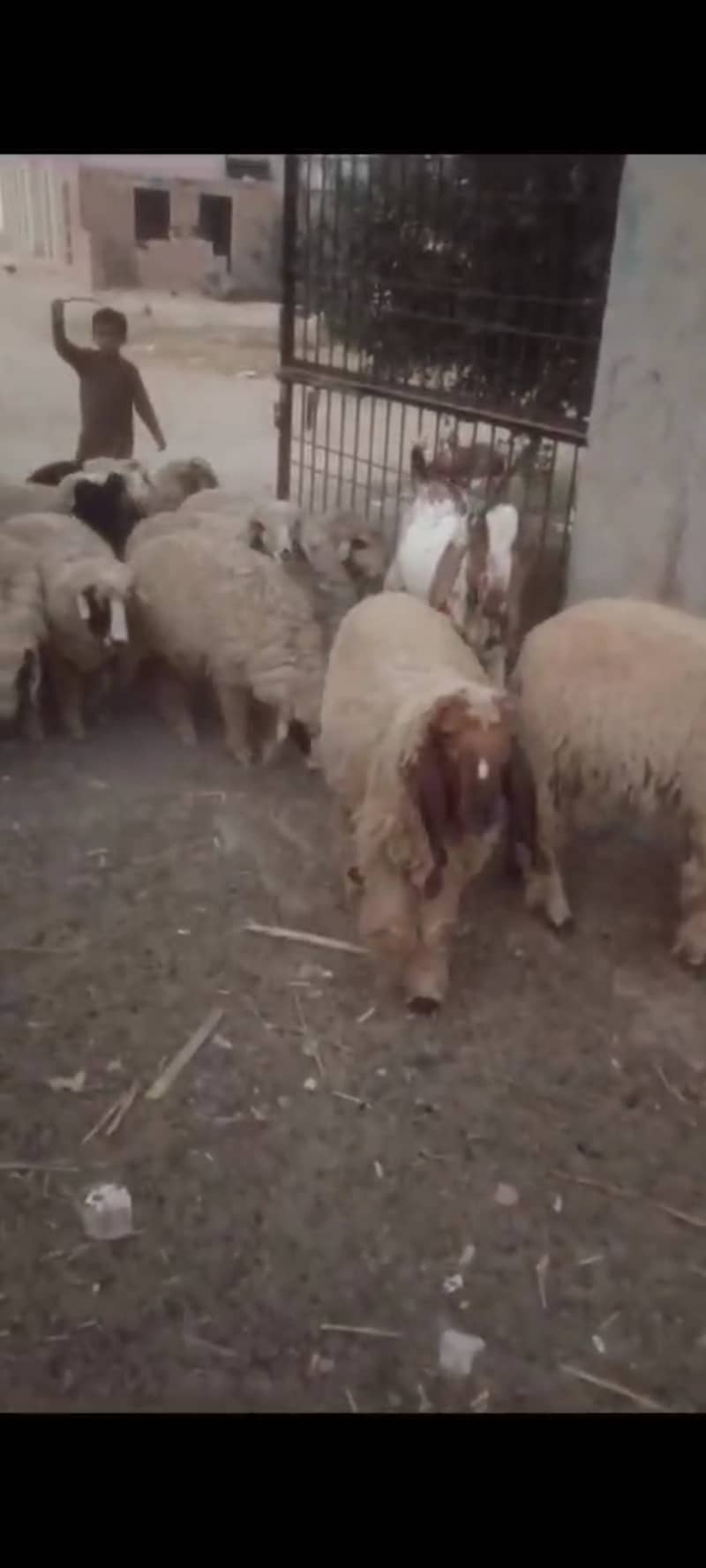 Male Sheeps for Sale 5