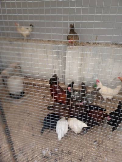 Golden Misri Hens For Sales