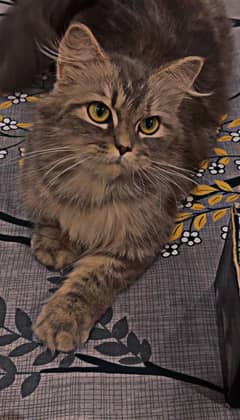 persian cat smoky