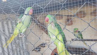 raw parrots for sale