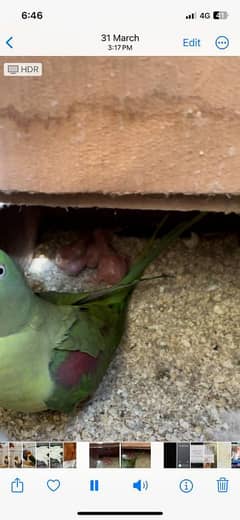 Raw Parrot Breeder Pair in which the Female is talkative with box.