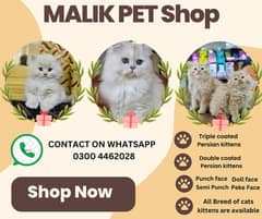 Persian Kittens | Persian Cat | Punch Face Persian | Triple Coated